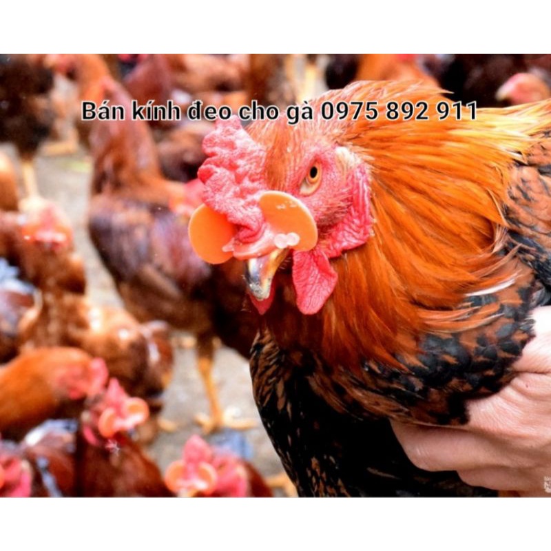 50 cái , Kính Đeo Cho Gà, chim trĩ , chống mổ nhau