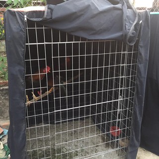 Mùng Vuông Che Mưa Cho Chuồng Gà Đá - Có X 2 Kích Thước