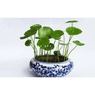Cỏ Đồng Tiền