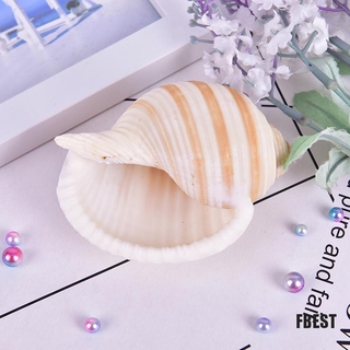 1 Cuộn Vỏ Sò Nhân Tạo Trang Trí Bể Cá