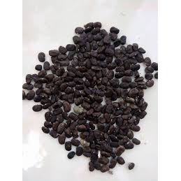 Hạt giống hoa đậu biếc
