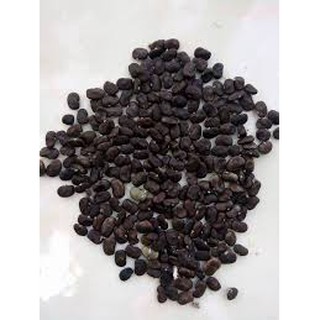 Hạt giống hoa đậu biếc