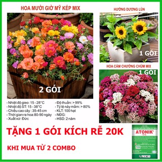 Combo Hello Summer 4 Gói Hạt Giống Hoa Mười Giờ Mỹ , Hoa Hướng Dương Lùn, Hoa Cẩm Chướng Chùm Cho Khu Vườn Nhỏ Xinh