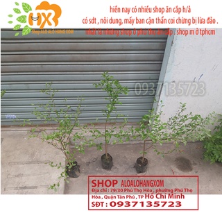 COMBO 3 CÂY BÀNG ĐÀI LOAN CAO TỪ 25-40 CM ( LÁ BÀNG NHỎ )