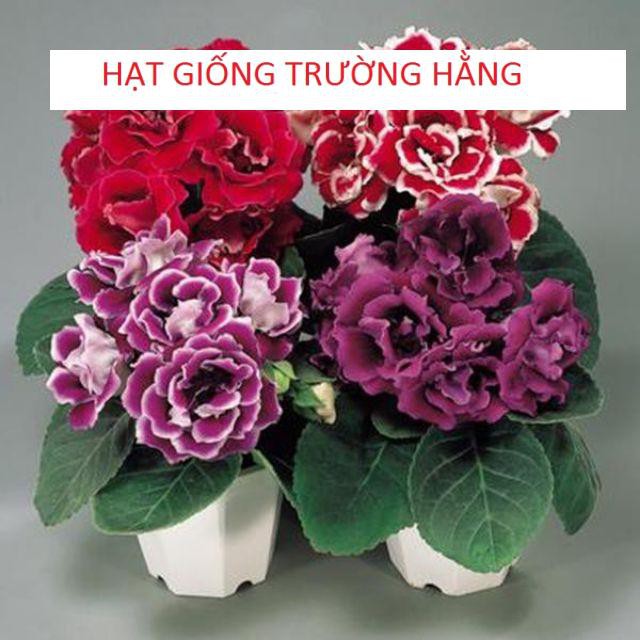 Gói 50 Hạt giống hoa cẩm nhung (Cẩm chướng chùm)