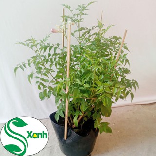 Cây Hồng Thiên Hương (Cây Leo)