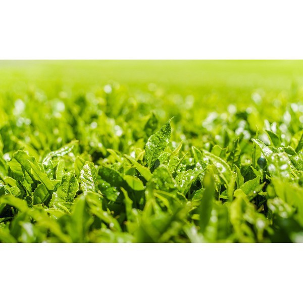 [CHÍNH HÃNG] Nước Hoa Hồng Innisfree Trà Xanh Green Tea Balancing Skin EX 200ml | BigBuy360 - bigbuy360.vn