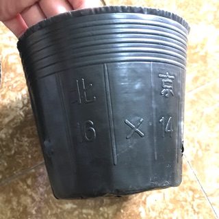 1kg túi bầu ươm cây chọn size (Loại 1)