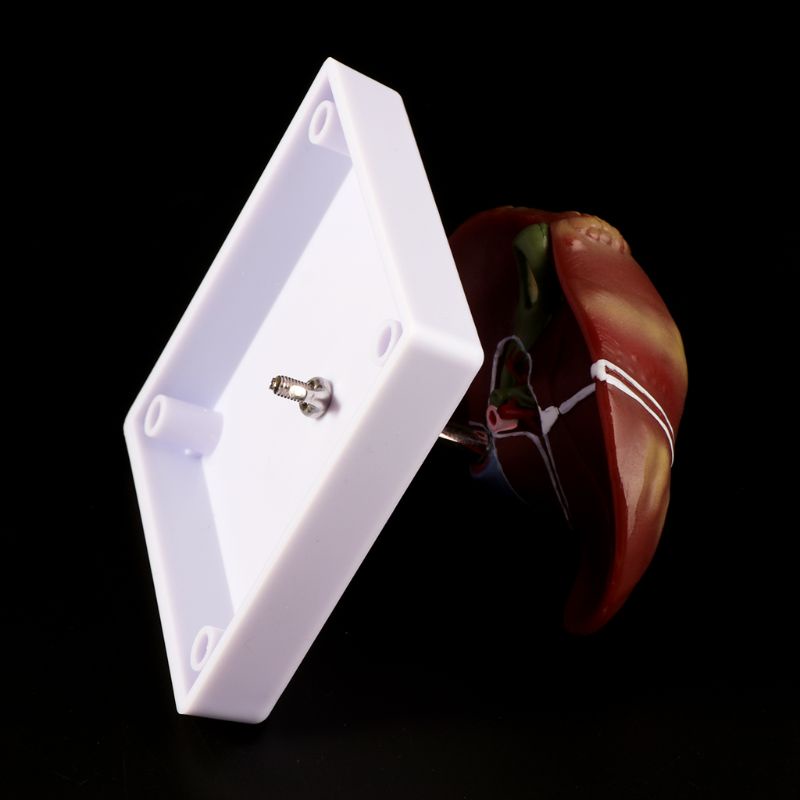 Mô Hình Giảng Dạy Y Tế Con Người