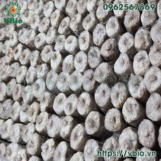 Phôi sò yến - phôi nấm yến