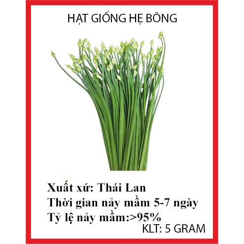 5 gram hạt giống rau hẹ bông