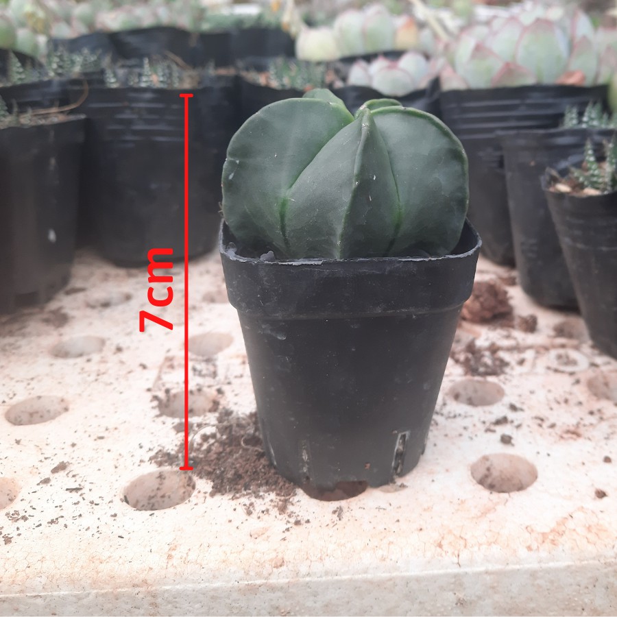 Xương rồng Astro cây xương rồng trồng nội thất trang trí cảnh quan không gian làm việc
