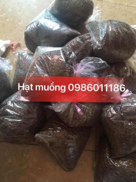 Hạt muồng hàng xuất khẩu Loại 1