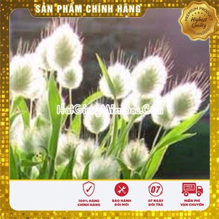 Hạt Giống Cỏ Đuôi Thỏ (50 hạt ) LUCKY SEEDS
