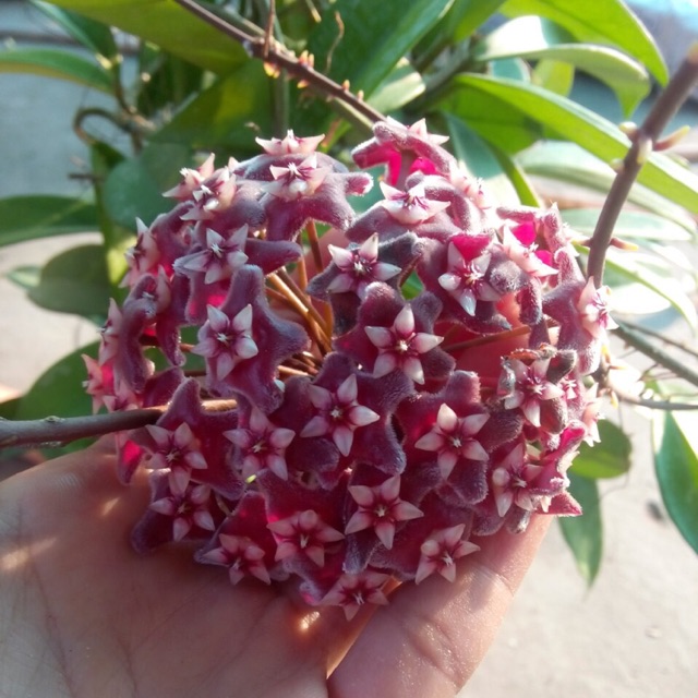 CẨM CÙ PINK SILVER