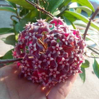 CẨM CÙ PINK SILVER