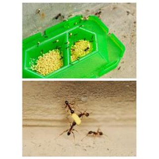 Diệt kiến vỉ 2 hộp