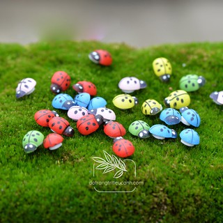 Bọ cánh cam nhỏ - bọ tiểu cảnh, trang trí cây xanh