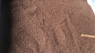 Cà phê robusta 100% nguyên chất