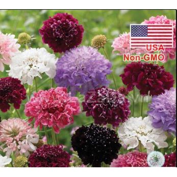 50h Hạt Giống Hoa Cúc Nhung, Cúc Vương Miệng Sultan