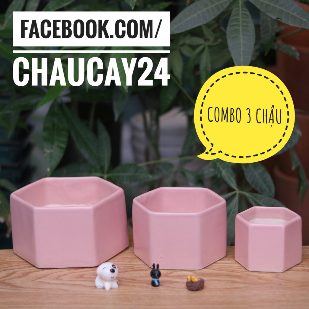 COMBO 3 Chậu Sứ Lục giác Trồng Cây Cảnh Nội Thất, Cây Để Bàn, Cây Cảnh Mini, cây hoa kiểng