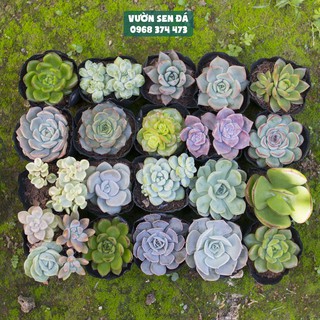 Combo 20 sen đá ngẫu nhiên 5-7cm