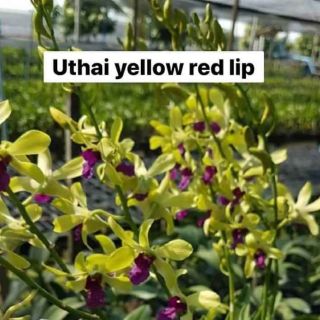 Lan denro nắng vàng lưỡi đỏ hoa thơm