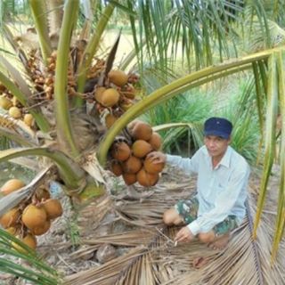 combo2 cây dừa xiêm lùn ngọt