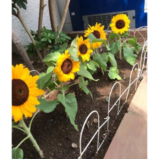 Hạt Giống Hoa Hướng Dương Vàng Lùn