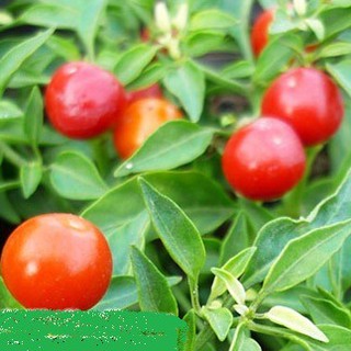 Hạt giống Ớt bi ( ớt kiểng quả tròn ) 1 gói 30 hạt