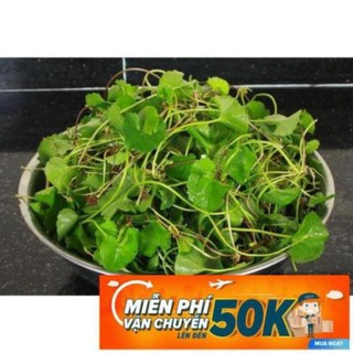 0.5g Hạt giống Rau má (tặng gói kích nẩy mầm và hướng dẫn) LuckyseadTG