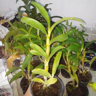 Hoa lan denro hoa hồng tím
