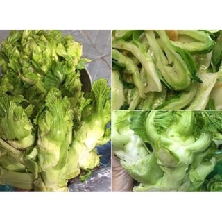 Hạt giống rau cải mầm đá