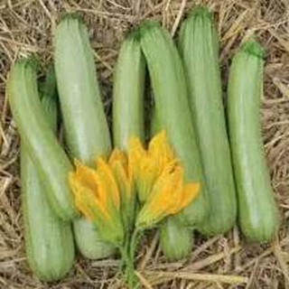 Hạt giống bí ngòi xanh non thái lan- hạt nhập nguyên gói bao bì thái lan