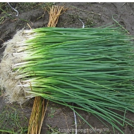 Shop 1K- 100 Hạt giống hành hoa (hành lá) cao sản - Tỉ lệ nảy mầm ĐẠT 99%