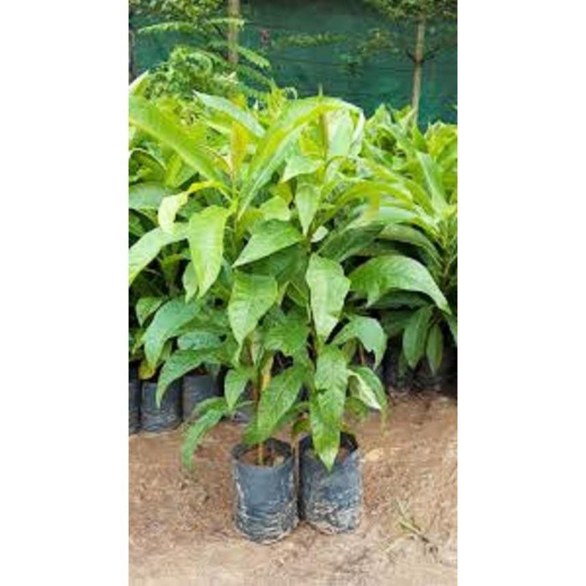 Sản phẩm cây giống SALA - cây giống gửi đi nguyên bầu + Tặng  phân hữu cơ cao cấp