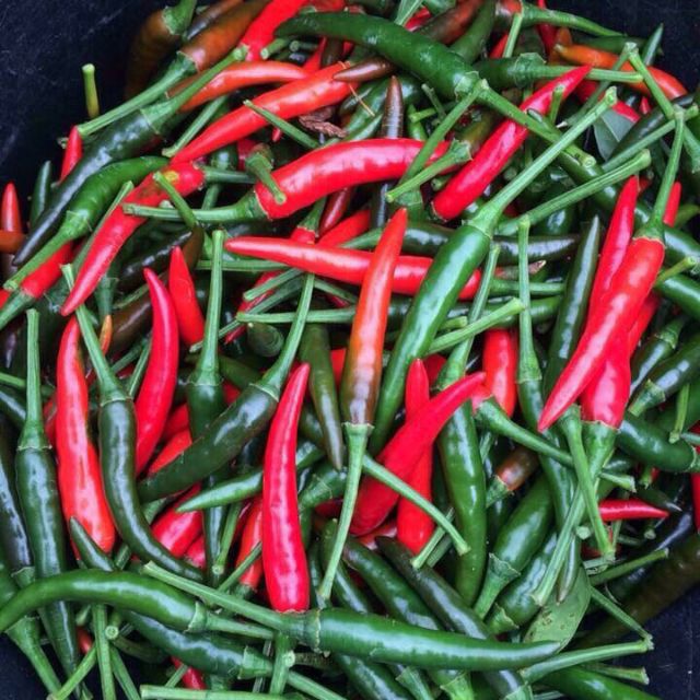 Hạt giống ớt hiểm lai F1