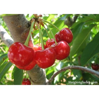 Combo 2 Gói Hạt Giống Cây Anh Đào ( Cherry )