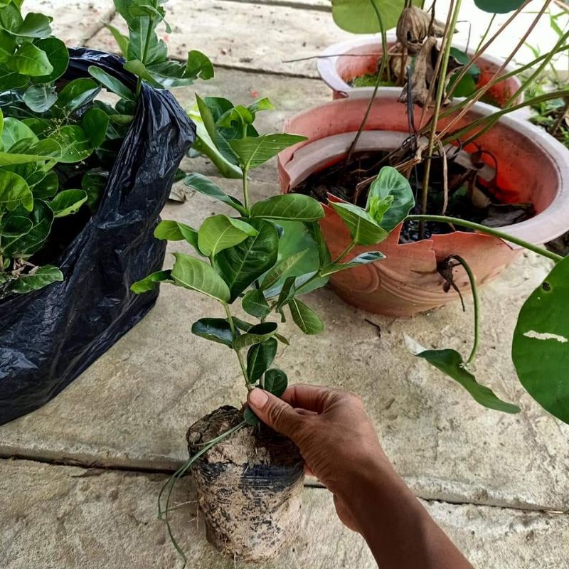 Cây giống mẫu đơn Pháp vàng
