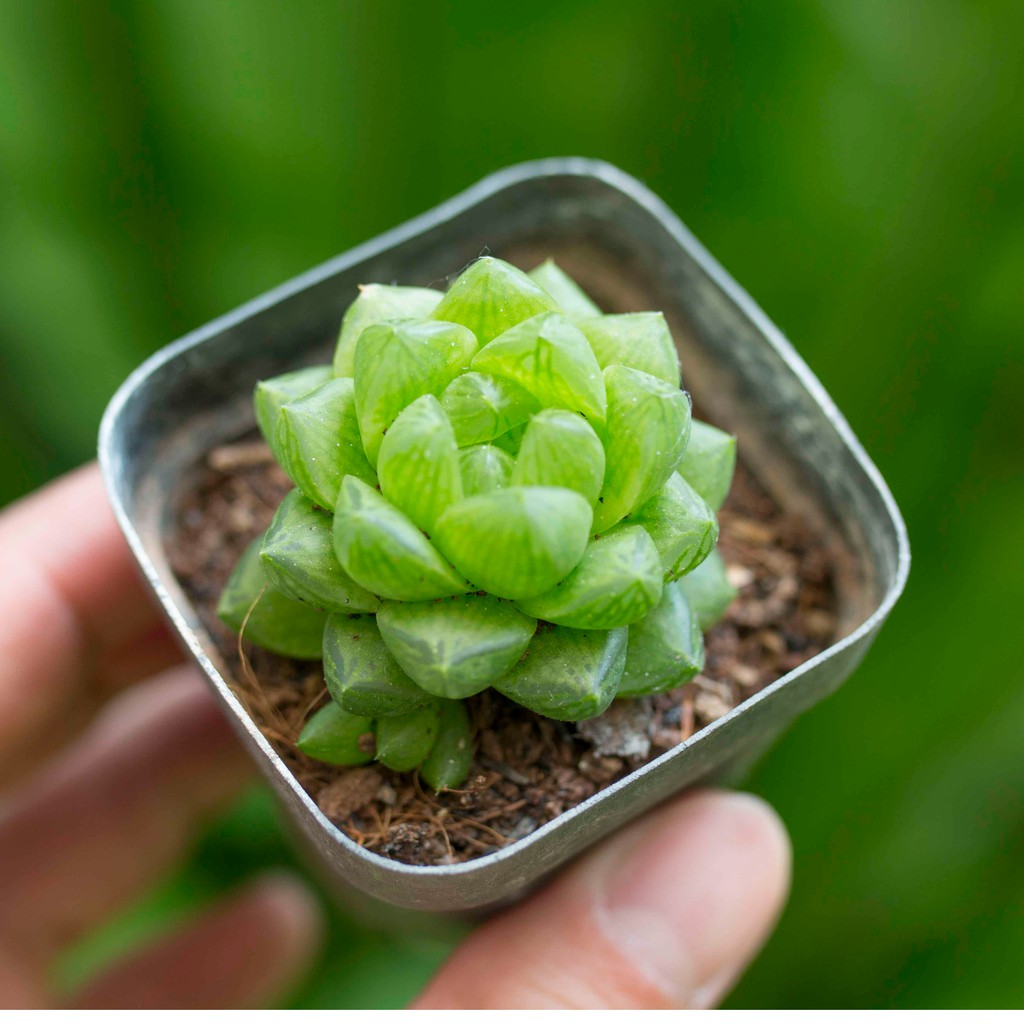 Sen ngọc lá ngắn 2-3cm - Vườn sen đá