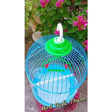 Lồng TQ hút mật