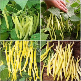 50Gr Hạt giống Đậu Cove Bụi Vàng Cao Sản