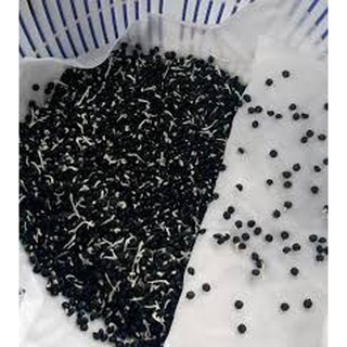 2000 hạt giống măng tây xanh
