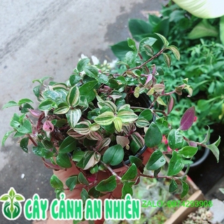 Cây Thằn Lằn Thái