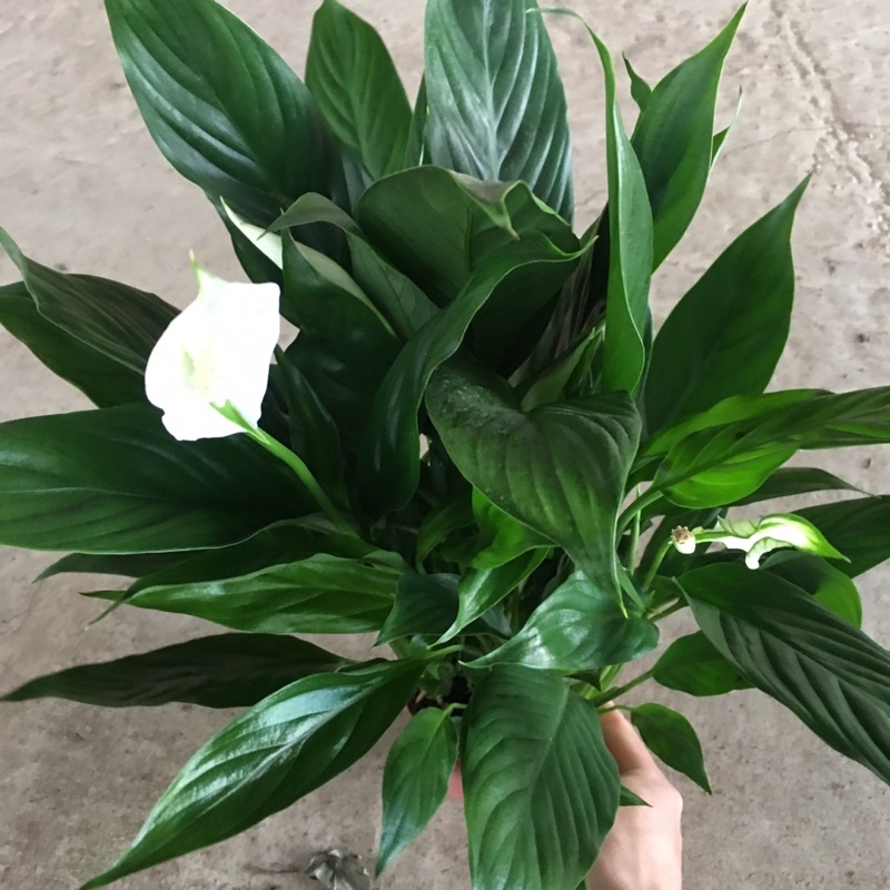 Cây Hoa Lan Ý Để Bàn,Bụi To Đã Có Hoa