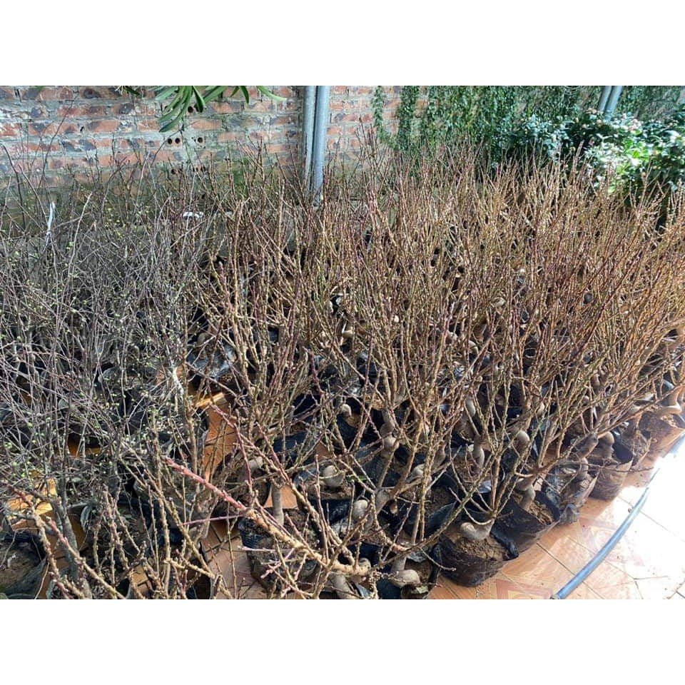 CÂY ĐÀO CHƠI TẾT