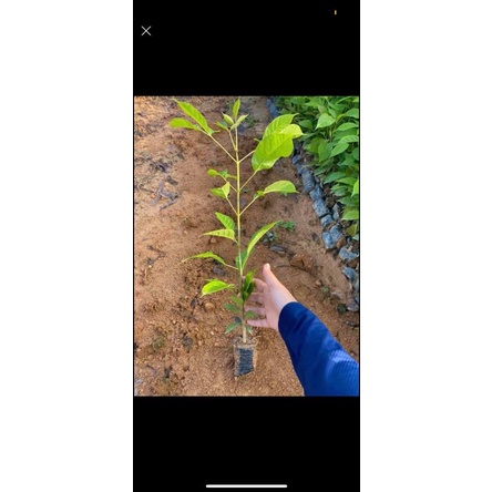 CÂY GIỐNG PHONG LINH CAO 20-30CM  ĐỦ 4 MÀU