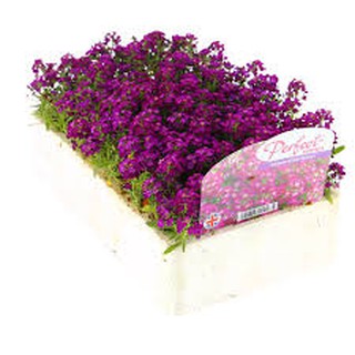 Hoa tím Violet queen Hoa tím nữ hoàng