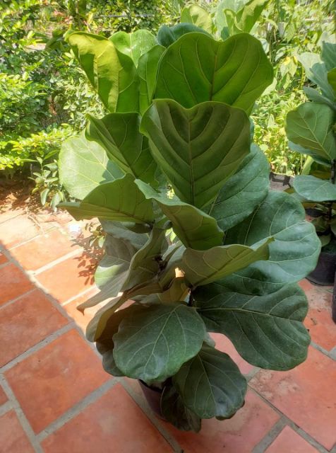 Cây Bàng Singapore  2 ngọn