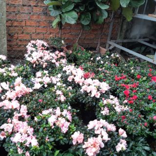 Hoa đỗ quyên ĐỦ MÀU